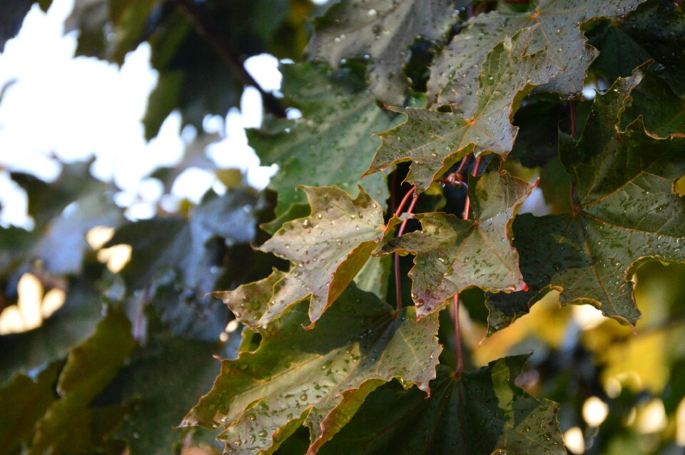 Autumn maple leaf burgandy