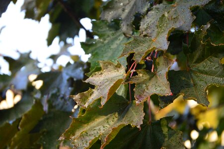 Autumn maple leaf burgandy
