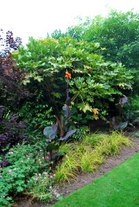 Speke Hall Garden Flowers 4