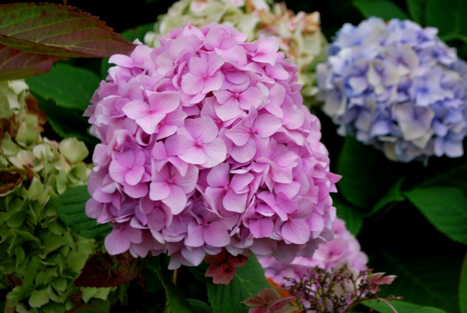 Speke Hall Garden Flowers 3