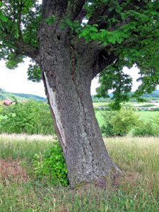 Speierling Zell, 1
