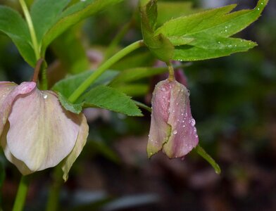 Bud flower blossom photo