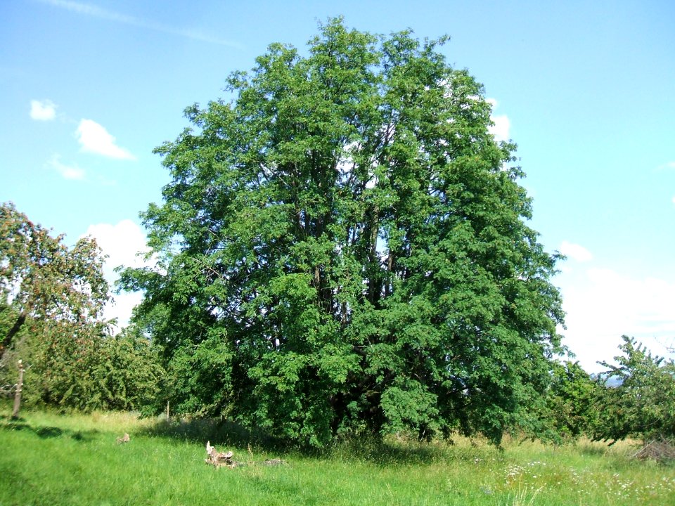 Speierling Kirschenberg Ockstadt 7