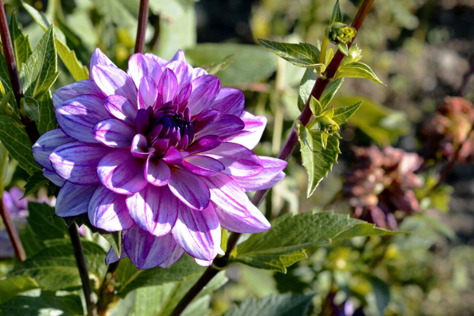 Bloom dahlia garden late summer