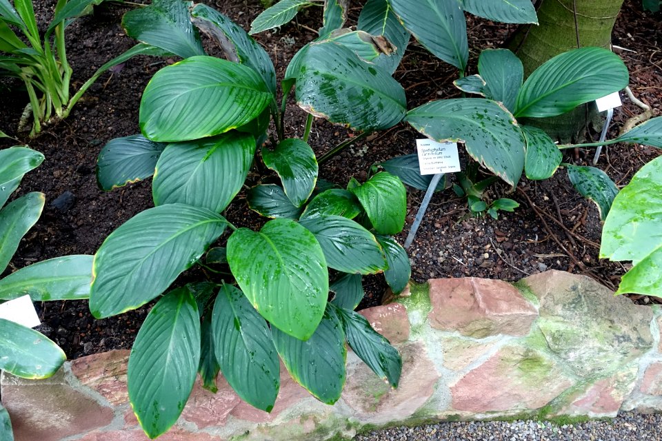 Spathiphyllum cannifolium - Botanischer Garten - Heidelberg, Germany - DSC01036