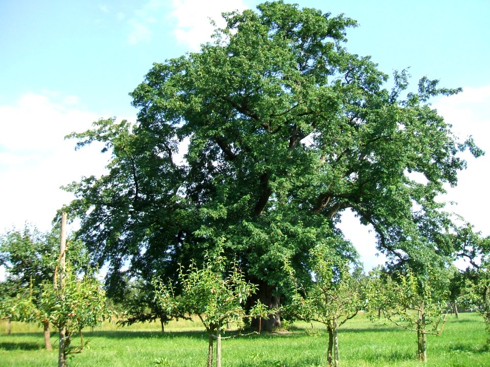 Speierling Usinger Schützen Ockstadt ND