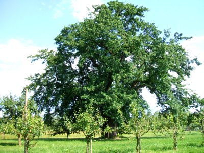 Speierling Usinger Schützen Ockstadt ND
