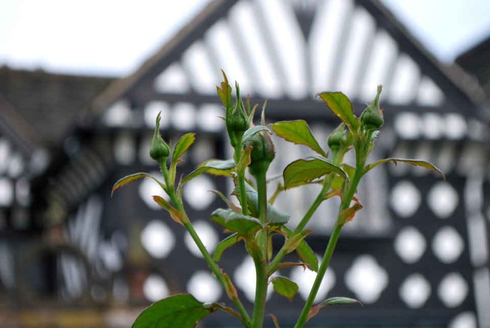 Speke Hall Flower 3