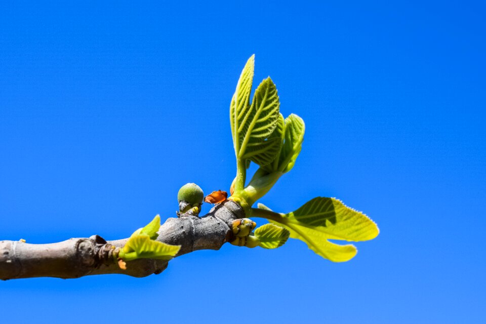 Fruit plant nature