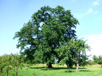Speierling Usinger Schützen Ockstadt 1