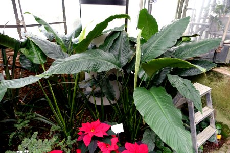 Spathiphyllum phryniifolium - Botanischer Garten - Heidelberg, Germany - DSC01025