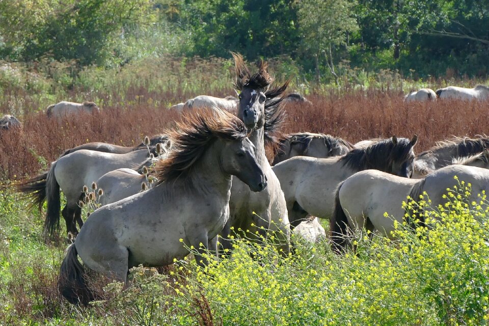 Animals wild life konikspaarden