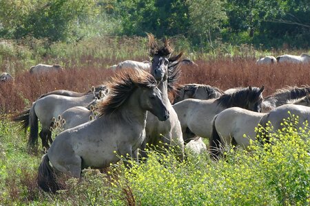 Animals wild life konikspaarden