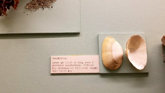 Specimen at Natural History Museum, Gothenburg 89
