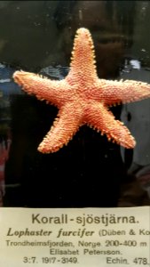 Specimen at Natural History Museum, Gothenburg 80