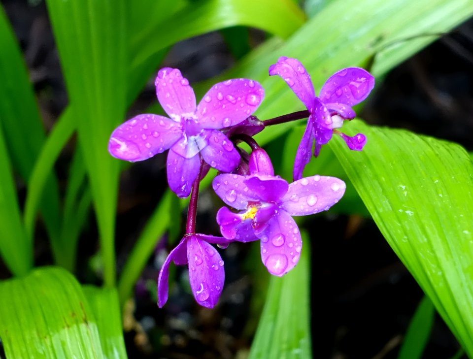 Spathoglottis plicata 'Grapette' - McKee Botanical Garden - Vero Beach, Florida - DSC03115