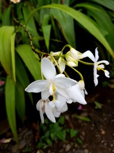 Spathoglottis plicata (Philippine ground orchid) - white cultivar