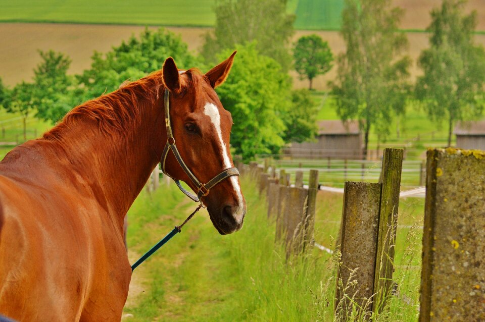 Reiterhof landscape horse head