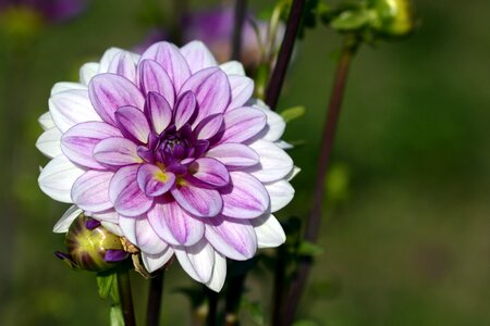 Bloom dahlia garden late summer photo