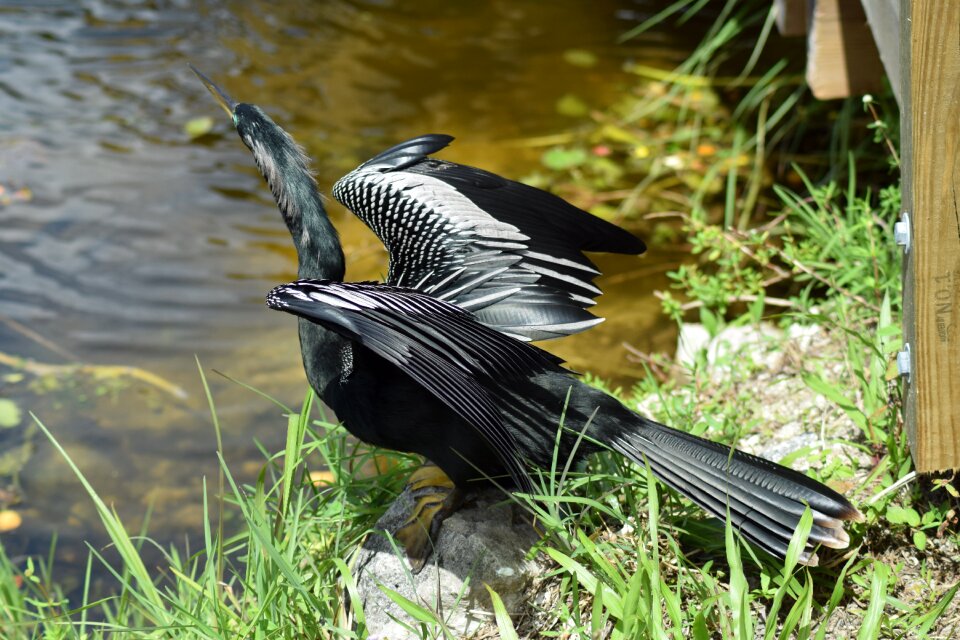 Snakebird darter american darter