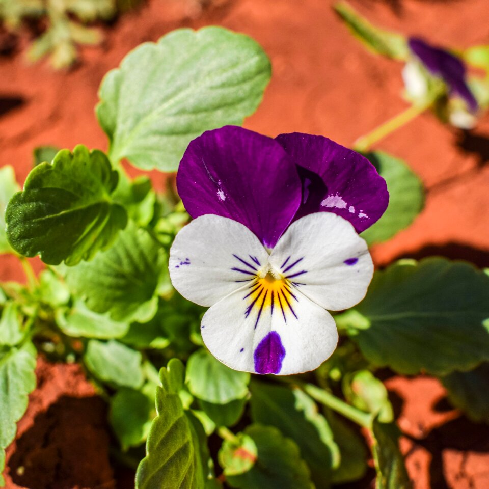Plant blossom spring