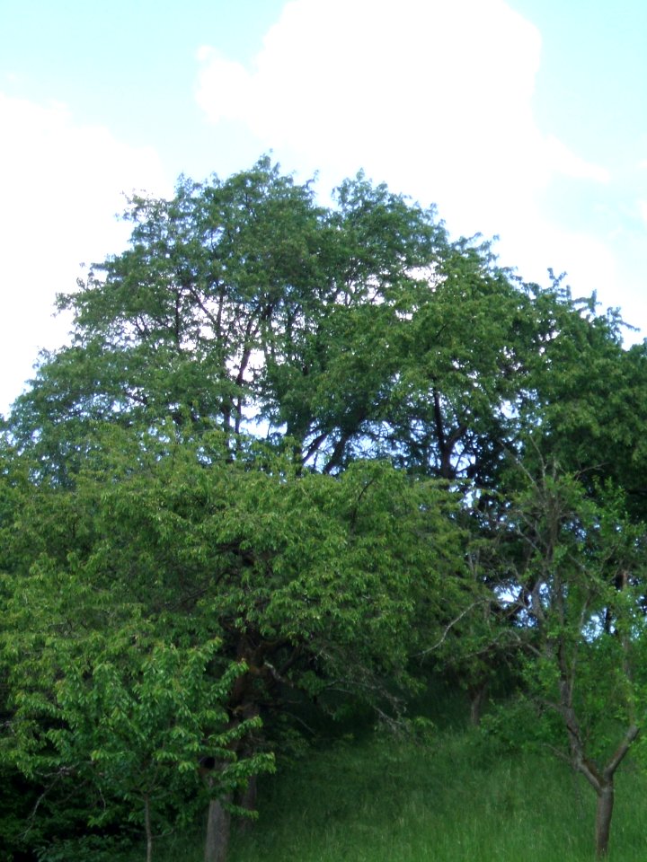Speierling Dorheim 3