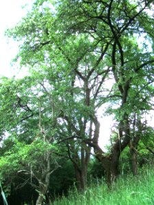Speierling Dorheim D