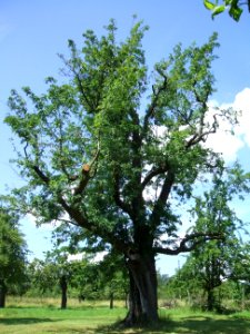 Speierling Wendelgärten Ockstadt 5