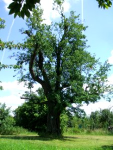 Speierling Wendelgärten Ockstadt 1