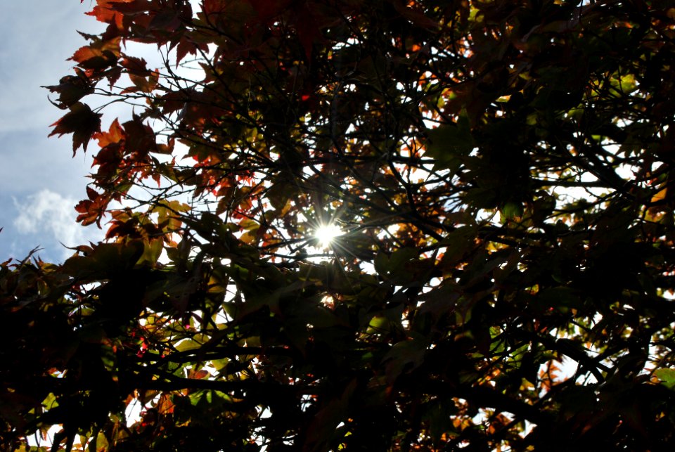 Speke Hall Trees 2