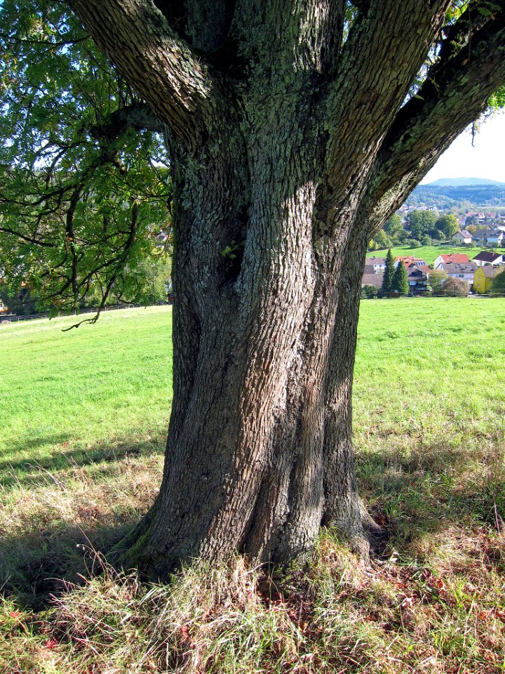 Speierling Mömbris, 1