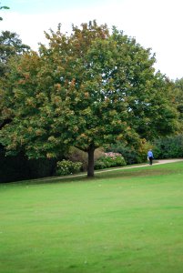 Speke Hall Garden Trees