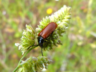 Lepidopteran insect detail