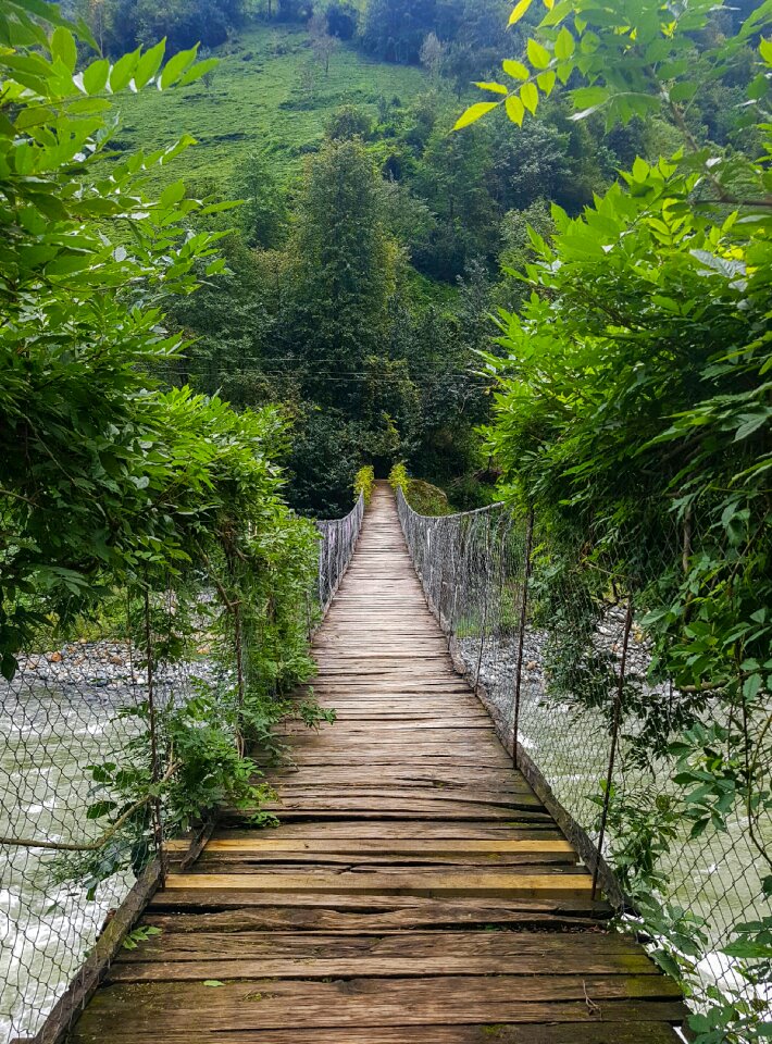 Bridge tree nature