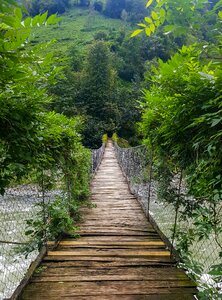 Bridge tree nature