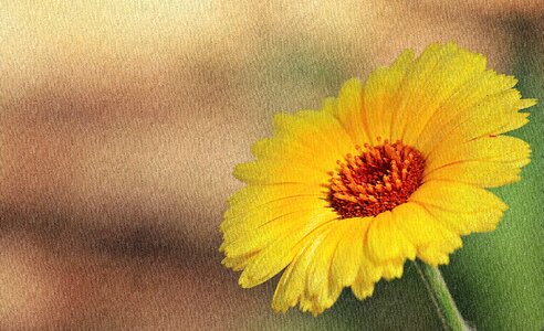 Nature blossom bloom