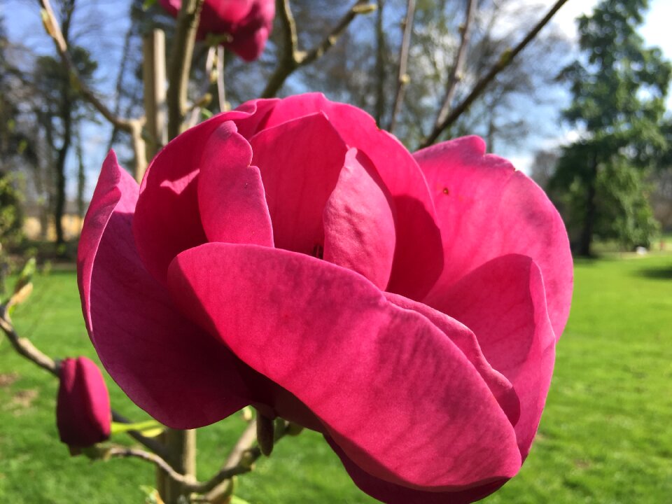 Rose pink rose summer