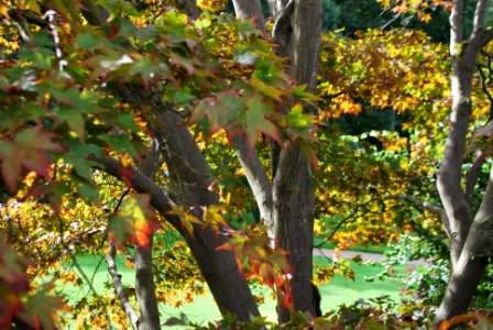 Speke Hall Trees