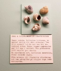 Specimen at Natural History Museum, Gothenburg 91
