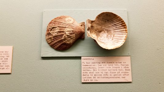 Specimen at Natural History Museum, Gothenburg 88