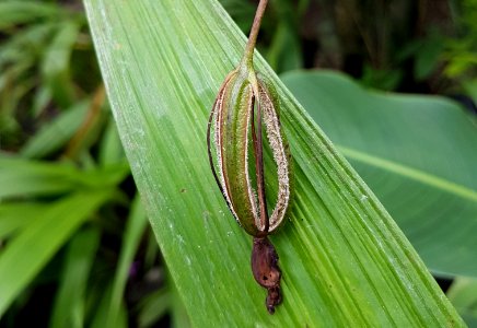 Spathoglottis plicata (Philippine ground orchid) capsule dehisced