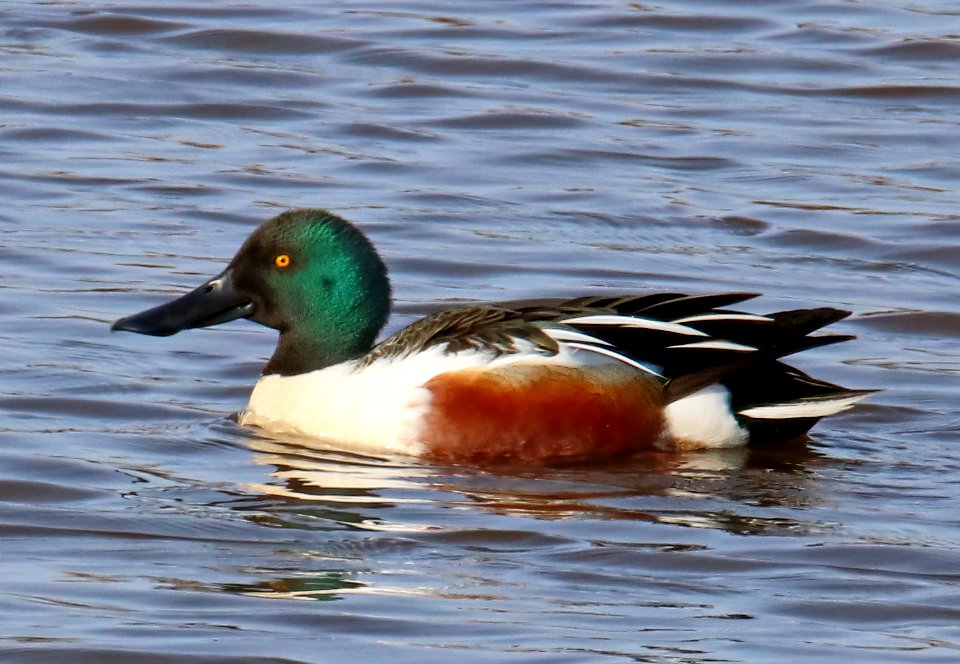 Spatula clypeata Oulu Finland 2016-05-07
