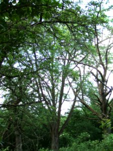 Speierling Dorheim 8