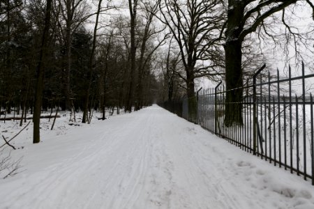 Spandauer Forst with snow 2021-02-09 53