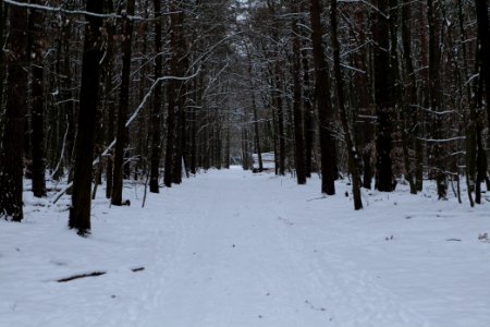 Spandauer Forst with snow 2021-02-09 62