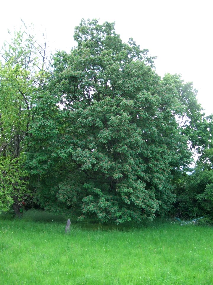 Speierling am Ossenheimer Wäldchen von Ost