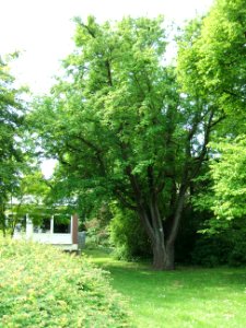 Speierling Amtsgericht FB 2