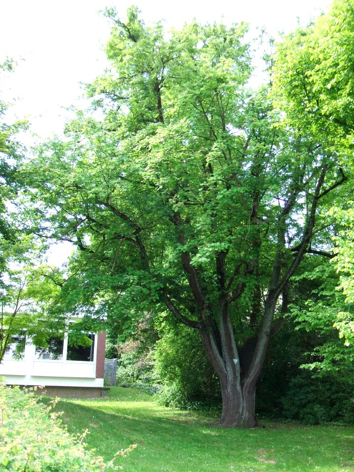 Speierling Amtsgericht FB 3