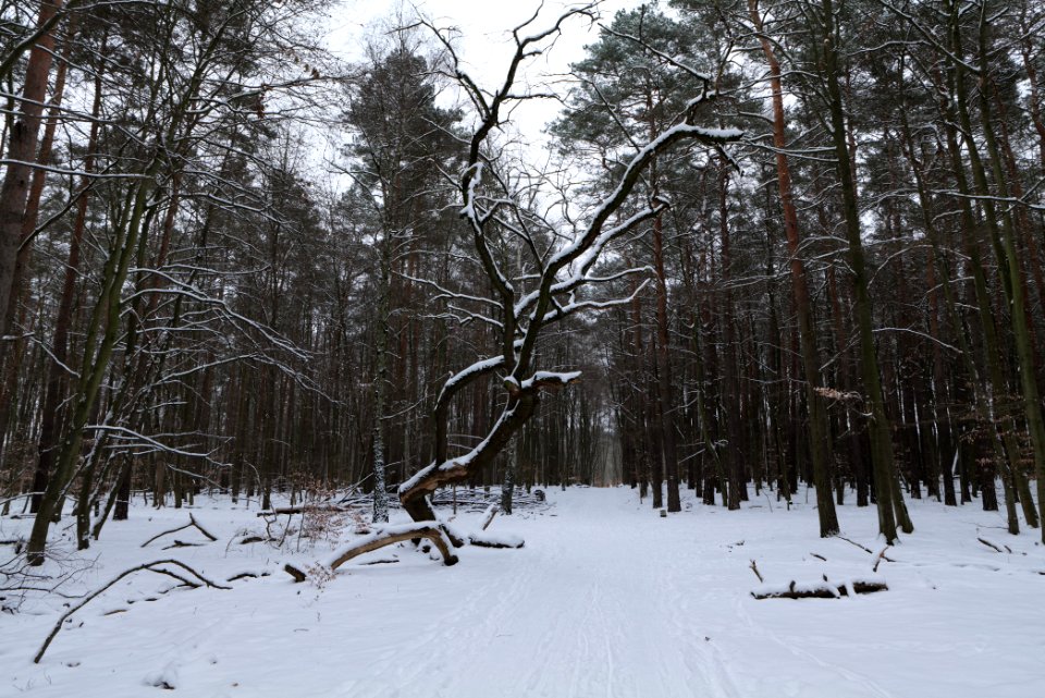 Spandauer Forst with snow 2021-02-09 56