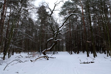 Spandauer Forst with snow 2021-02-09 56